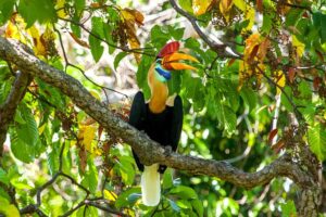 Birding Trip NORTH SULAWESI