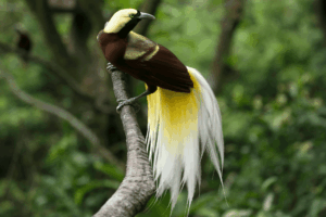 Bird of Paradise Papua Birding trip