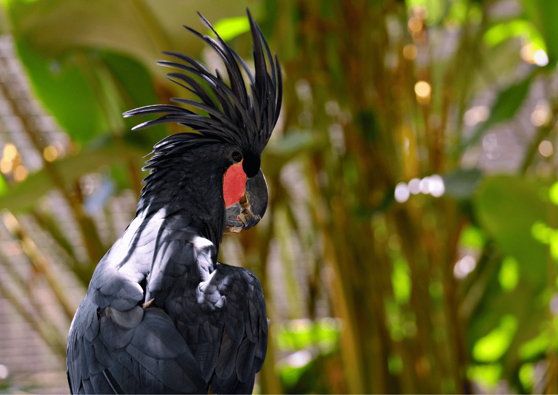 Palm Cockatoo