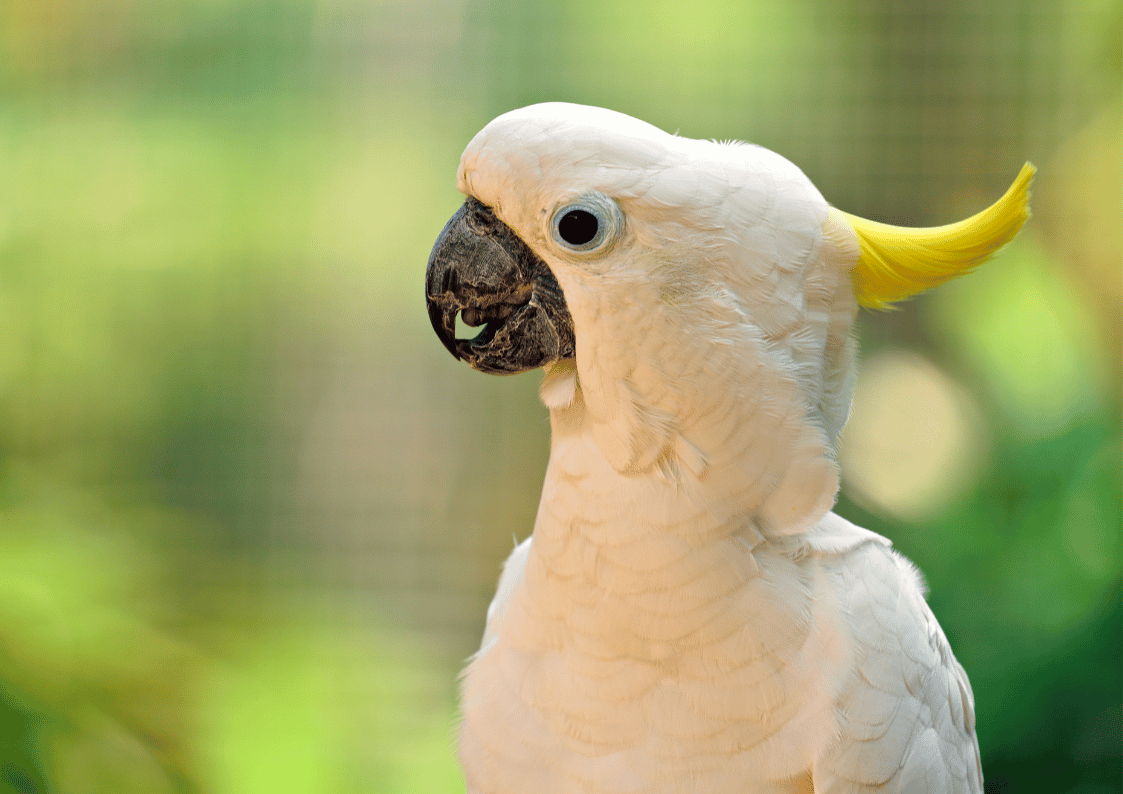 Birding Trip NORTH SULAWESI - Image 6