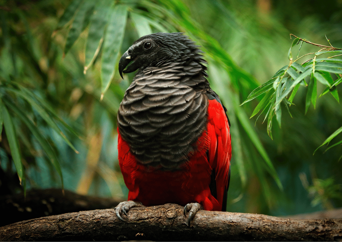 Birding Trip NORTH SULAWESI - Image 5