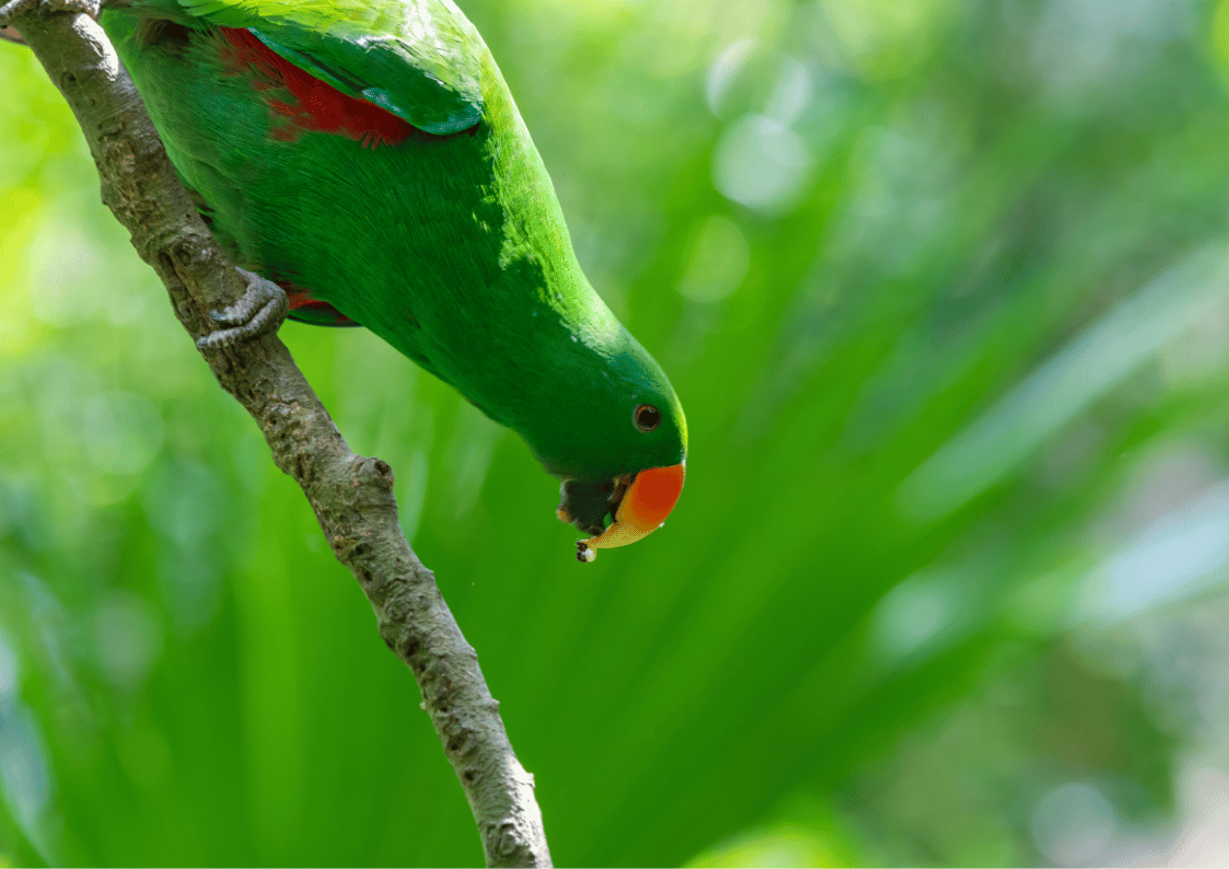 Birding Trip NORTH SULAWESI - Image 3