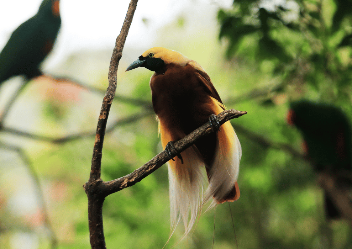 Bird of Paradise Papua Birding trip
